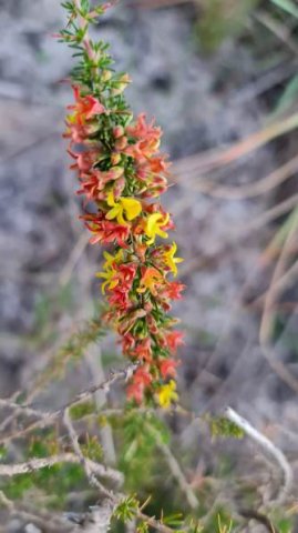 Aspalathus spinosa subsp. spinosa dense flowering